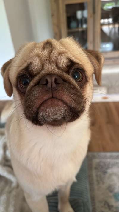 Hundetreffen-Mops sucht Mops zum spielen-Bild