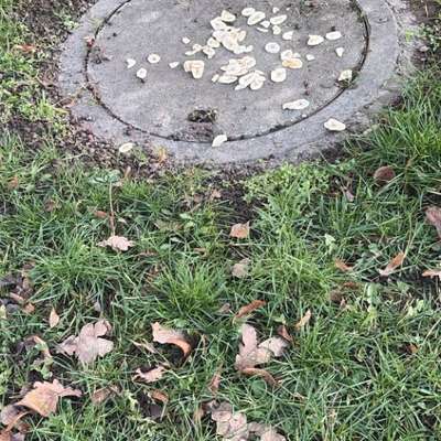 Giftköder-Giftköder-Bild