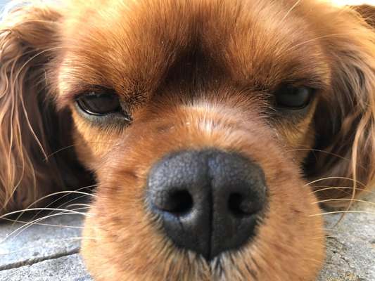 Cavalier King Charles Spaniel?-Beitrag-Bild