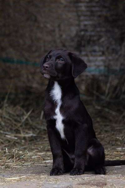 Hundetreffen-Spielpartner / Spazierpartner-Bild