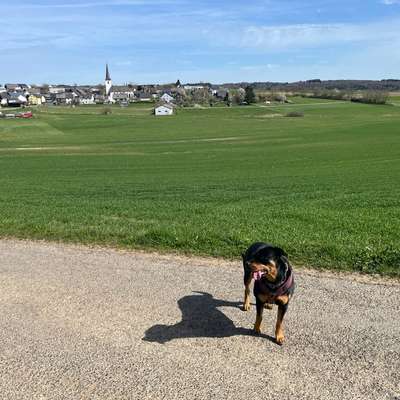 Hundetreffen-Begegnungs Training-Bild