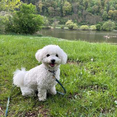 Hundetreffen-Kleine Spielfreund/in gesucht-Bild