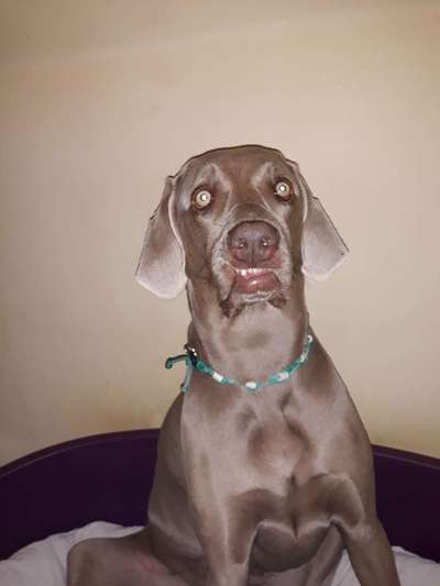 Die Dogorama Kalender Challenge Teil 2/4-Beitrag-Bild