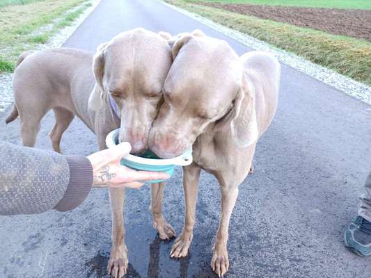 Weimaraner-Beitrag-Bild