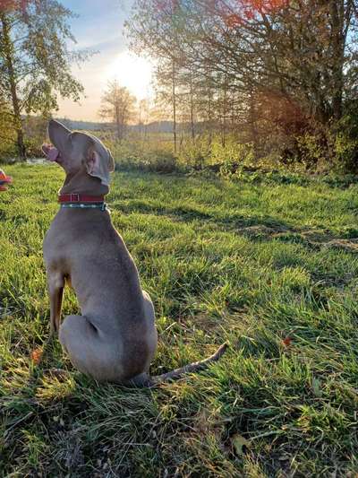 Fotochallange 63: "Dein blühendes Hündchen"-Beitrag-Bild
