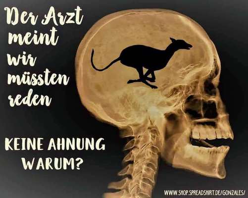 Windhunde - Treffen der besonderen Schönheiten
HERZLICH WILLKOMMEN-Beitrag-Bild