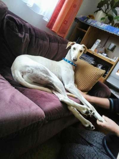 Windhunde - Treffen der besonderen Schönheiten
HERZLICH WILLKOMMEN-Beitrag-Bild