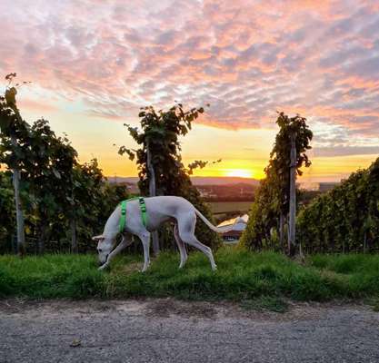 Dogorama Photo Challenge - schönster Gassiausblick-Beitrag-Bild