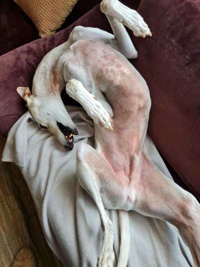 Windhunde - Treffen der besonderen Schönheiten
HERZLICH WILLKOMMEN-Beitrag-Bild