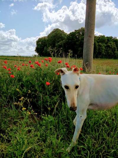 Windhunde - Treffen der besonderen Schönheiten
HERZLICH WILLKOMMEN-Beitrag-Bild