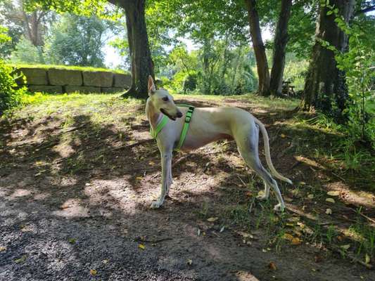 Größe eurer Windhunde-Beitrag-Bild