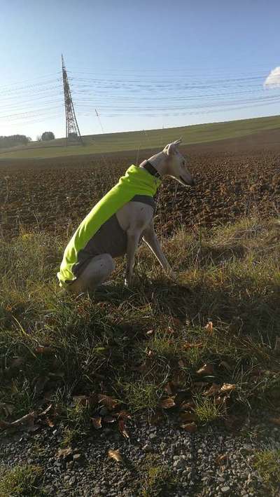 Windhunde - Treffen der besonderen Schönheiten
HERZLICH WILLKOMMEN-Beitrag-Bild
