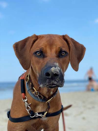 Dogorama Photo Challenge - Tierischer Urlaub-Beitrag-Bild