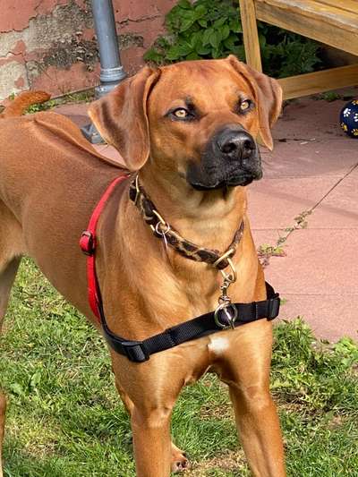 Rhodesian Ridgeback-Beitrag-Bild