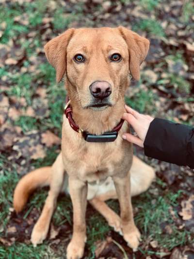 Reinrassige Hunde?-Beitrag-Bild