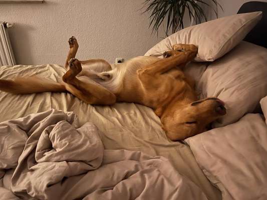 Fotosammlung: ,,Der natürliche Hund" Unbearbeitet, ungestellt und in Natura-Beitrag-Bild