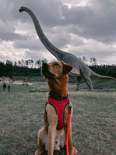 Labradorfans-Beitrag-Bild