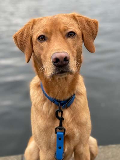 Labradorfans-Beitrag-Bild