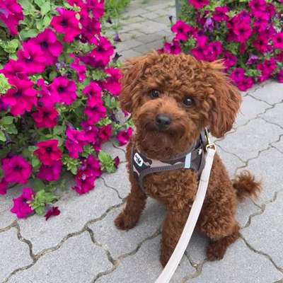 Hundetreffen-Pudel-Bild