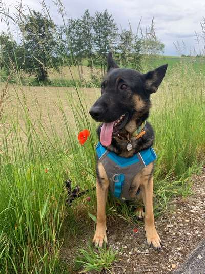 Hundetreffen-Nelly sucht einen spielpartner-Bild