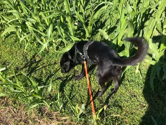 Anforderungen von Tierheimen / Tierschutzorganisationen-Beitrag-Bild