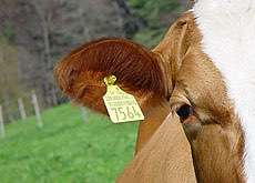 🤬😳Hundepiercings – Warum tut man sowas?!-Beitrag-Bild