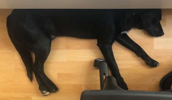 Anforderungen von Tierheimen / Tierschutzorganisationen-Beitrag-Bild