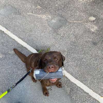 Hundetreffen-Social Walk-Bild