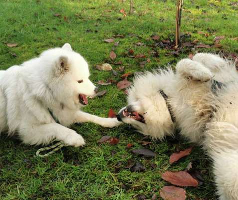 Samojede-Beitrag-Bild