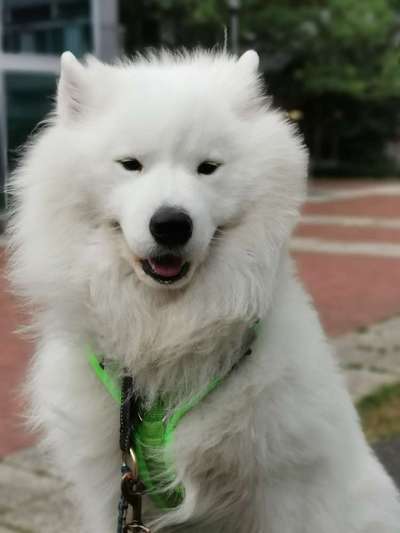 Samojede-Beitrag-Bild