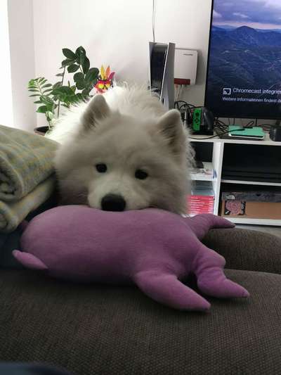 Samojede-Beitrag-Bild