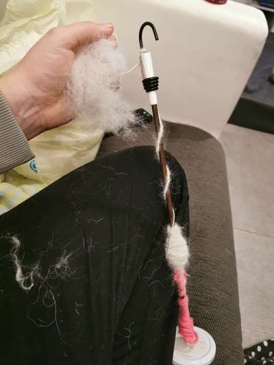 Samojede-Beitrag-Bild