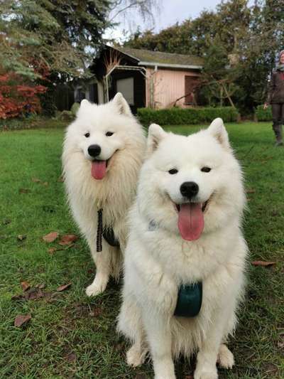 Samojede-Beitrag-Bild