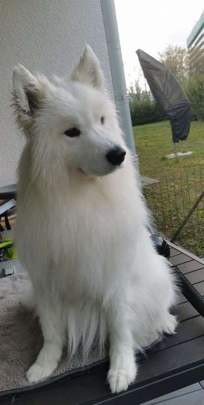 Samojede-Beitrag-Bild