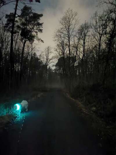 Samojede-Beitrag-Bild