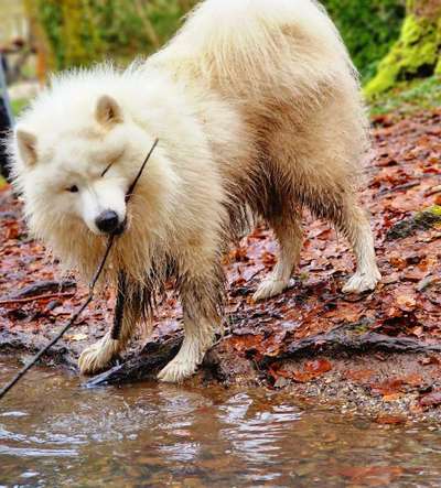 Samojede-Beitrag-Bild