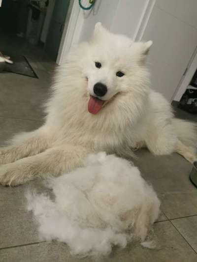 Samojede-Beitrag-Bild