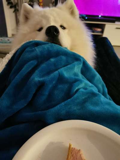 Samojede-Beitrag-Bild