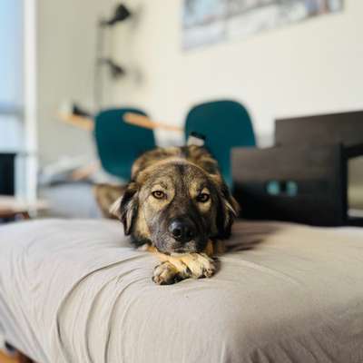 Tierschutzhunde suchen ein Zuhause-Beitrag-Bild