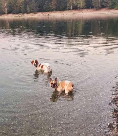 Dein Hund im Dogorama-Kalender 2021-Beitrag-Bild