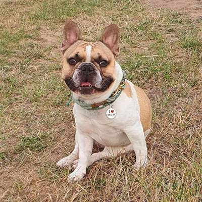 Dein Hund im Dogorama-Kalender 2021-Beitrag-Bild