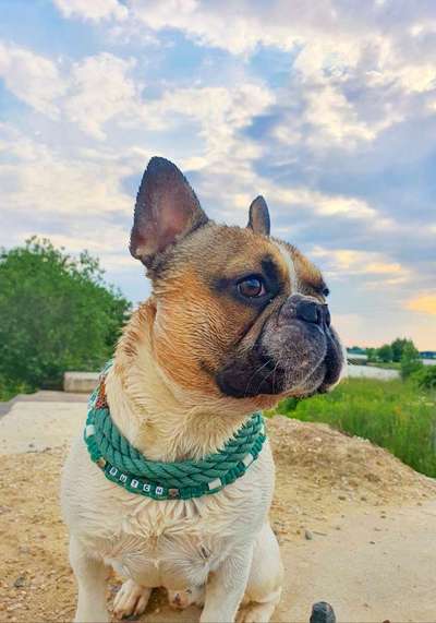 Dein Hund im Dogorama-Kalender 2021-Beitrag-Bild