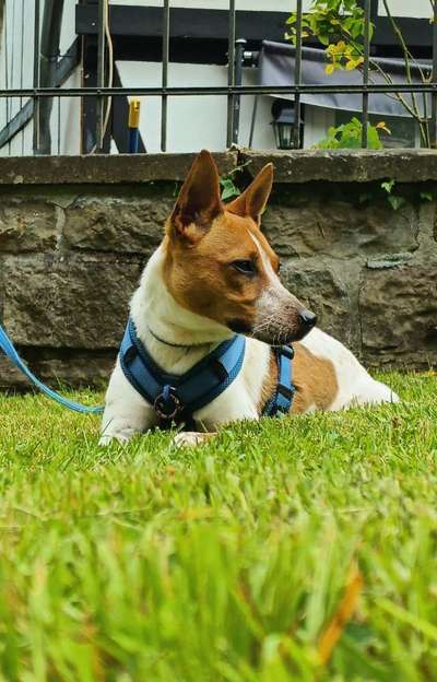 Hundetreffen-Milo sucht Artgenossen zum Gassi gehen und spielen-Bild