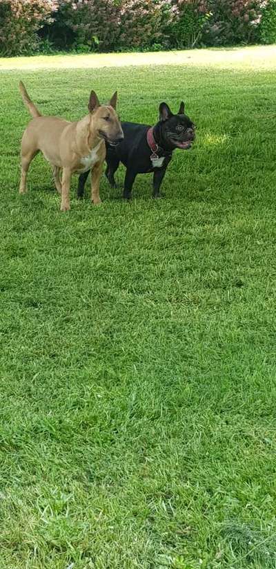 Bester Freund, Hundekumpel - zeigt her!-Beitrag-Bild