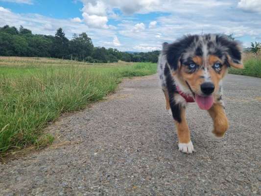 Die Dogorama Kalender Challenge 4/4-Beitrag-Bild