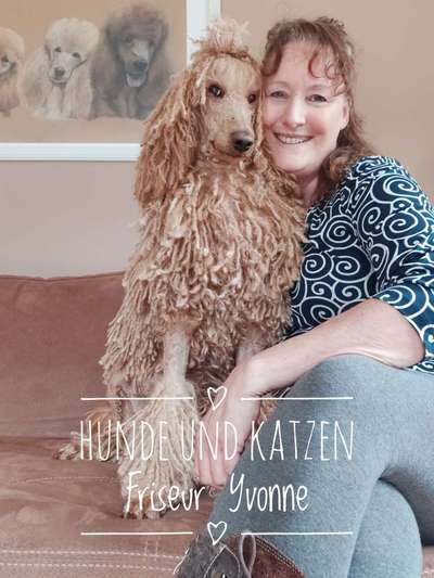 Alles rund um den Pudel-Beitrag-Bild