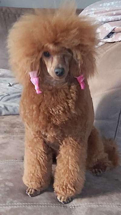 Alles rund um den Pudel-Beitrag-Bild