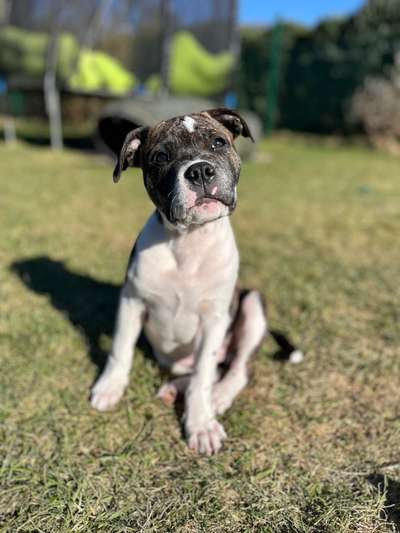 Hundetreffen-Welpentreffen in Kamperfehn-Bild