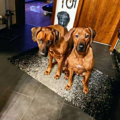 Rhodesian Ridgeback-Beitrag-Bild