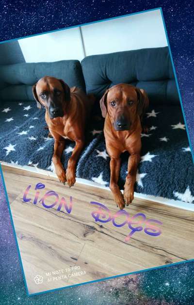 Rhodesian Ridgeback-Beitrag-Bild